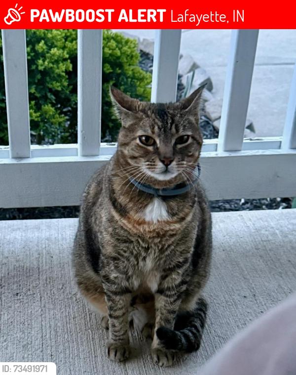 Lost Female Cat last seen Sunnyside Intermediate School, Lafayette, IN 47904
