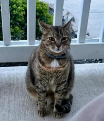Lost Female Cat last seen Sunnyside Intermediate School, Lafayette, IN 47904