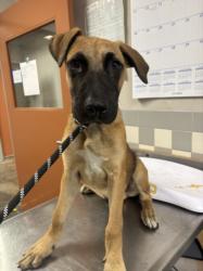 Shelter Stray Male Dog last seen , 957 N Gaffey St, San Pedro, CA 90731, USA