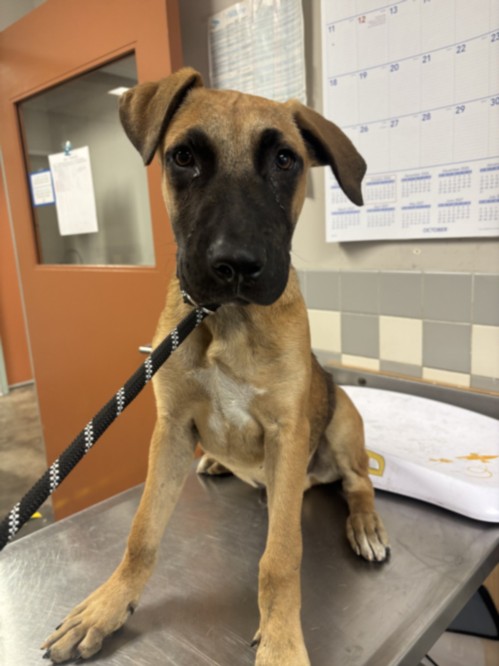 Shelter Stray Male Dog last seen , 957 N Gaffey St, San Pedro, CA 90731, USA