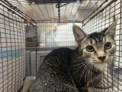 Shelter Stray Female Cat last seen , 957 N Gaffey St, San Pedro, CA 90731, USA