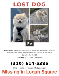 Lost Male Dog last seen By ricos fresh market, Chicago, IL 60647
