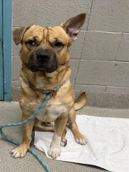 Shelter Stray Male Dog last seen Near BLOCK VOYAGE COVE DR, LAS VEGAS NV 89142, 655 N Mojave Rd, Las Vegas, NV 89101, USA