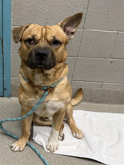 Shelter Stray Male Dog last seen Near BLOCK VOYAGE COVE DR, LAS VEGAS NV 89142, 655 N Mojave Rd, Las Vegas, NV 89101, USA