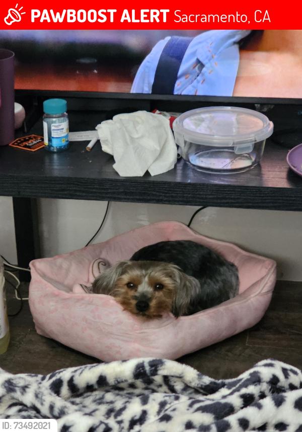 Lost Female Dog last seen 65th expess way fruitridge, Sacramento, CA 95820