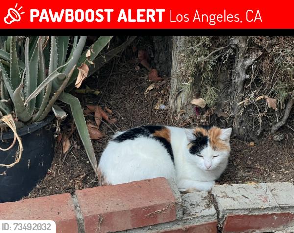 Lost Female Cat last seen Nordoff and Haskell, Los Angeles, CA 91343