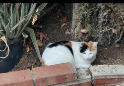 Lost Female Cat last seen Nordoff and Haskell, Los Angeles, CA 91343