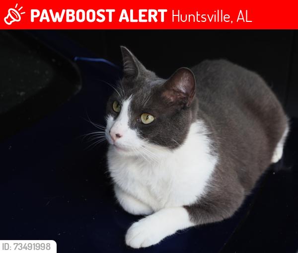 Lost Male Cat last seen East Cleermont Circle, Huntsville (Blossomwood), Huntsville, AL 35801
