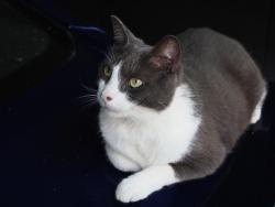 Lost Male Cat last seen East Cleermont Circle, Huntsville (Blossomwood), Huntsville, AL 35801