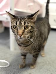 Reunited Female Cat last seen 130th and Ramona, Hawthorne, CA 90250
