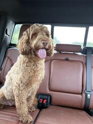 Reunited Female Dog last seen St. Bernadette Catholic Church, Lorton, VA 22079