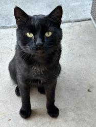 Found/Stray Male Cat last seen Power inn, Sacramento, CA 95828