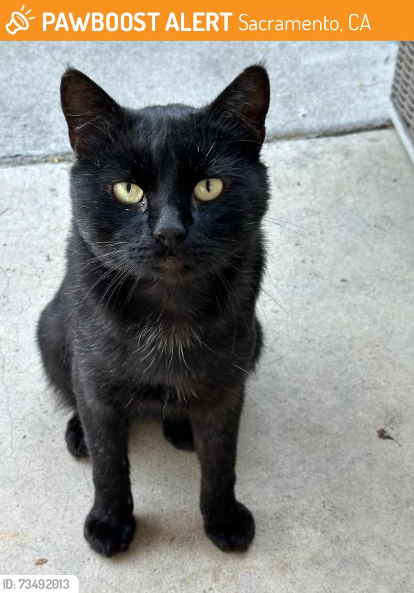 Found/Stray Male Cat last seen Power inn, Sacramento, CA 95828