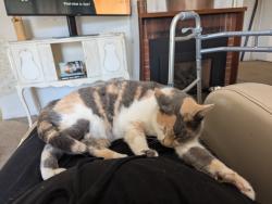 Found/Stray Female Cat last seen Angelos and Rosita, Del Rey Oaks, CA 93940
