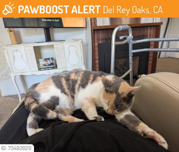 Found/Stray Female Cat last seen Angelos and Rosita, Del Rey Oaks, CA 93940