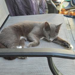 Lost Female Cat last seen 23th St and 9th Terrace, Pompano Beach, FL 33064