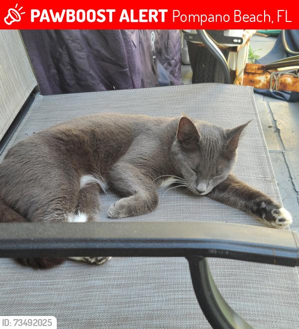 Lost Female Cat last seen 23th St and 9th Terrace, Pompano Beach, FL 33064