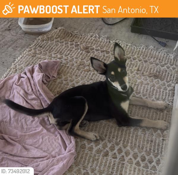 Found/Stray Male Dog last seen Holm Road, San Antonio, TX 78242