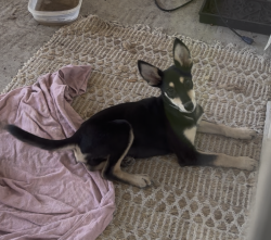 Found/Stray Male Dog last seen Holm Road, San Antonio, TX 78242