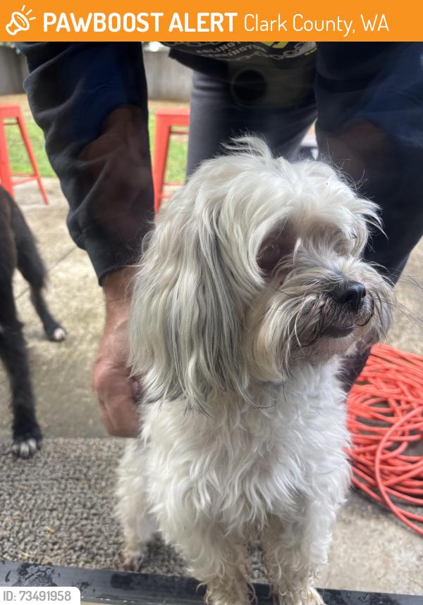 Found/Stray Female Dog last seen NE 112th/Gabriel Road, Clark County, WA 98604
