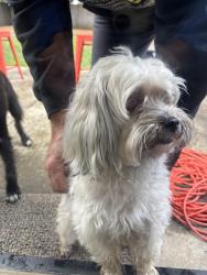 Found/Stray Female Dog last seen NE 112th/Gabriel Road, Clark County, WA 98604