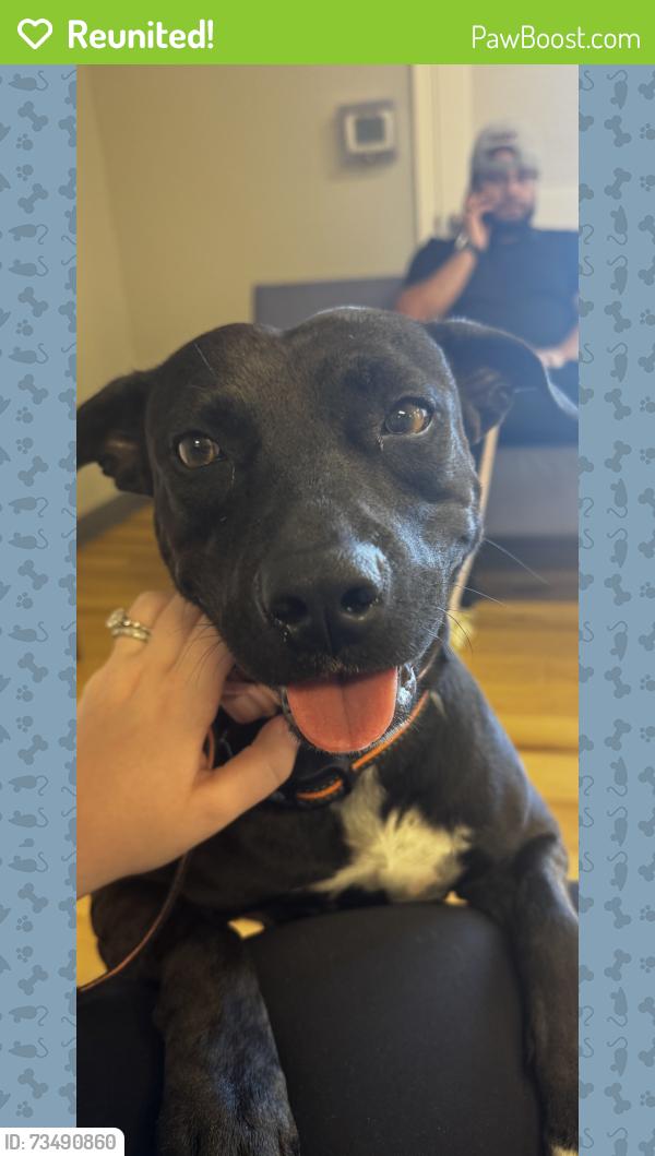 Reunited Female Dog last seen SW 158th Ave, Homestead, FL 33033