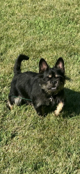 Reunited Male Dog last seen 85th terr, Kansas City, MO 64138