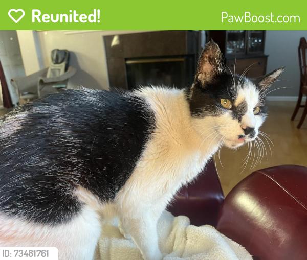 Reunited Male Cat last seen Middle Rincon & Winding Creek Ave, Santa Rosa, CA 95409