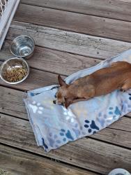 Reunited Male Dog last seen 34th St and Merriam lane, Kansas City, KS 66103