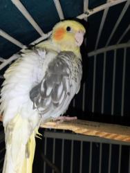 Lost Male Bird last seen Tropicana and steptoe, Las Vegas, NV 89122