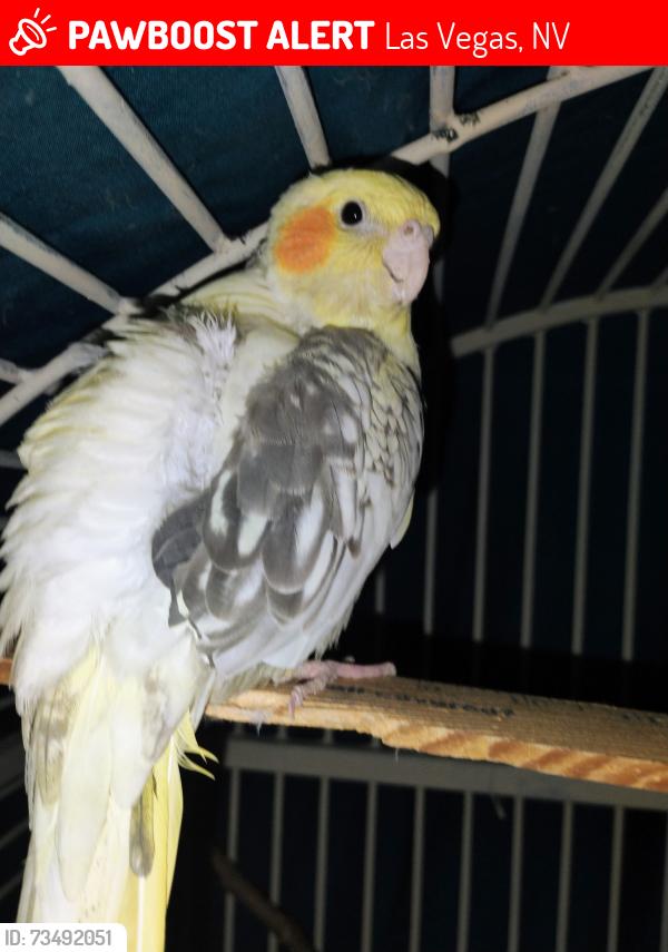 Lost Male Bird last seen Tropicana and steptoe, Las Vegas, NV 89122
