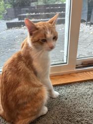 Reunited Male Cat last seen 140th and pennock Ave, Apple Valley, MN 55124