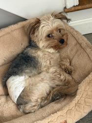 Reunited Male Dog last seen Pontiac st Warwick, Warwick, RI 02886