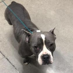 Shelter Stray Female Dog last seen Near BLOCK N SAFFORD AVE, FRESNO CA 93728 1634, 5277 E Airways Blvd, Fresno, CA 93727, USA