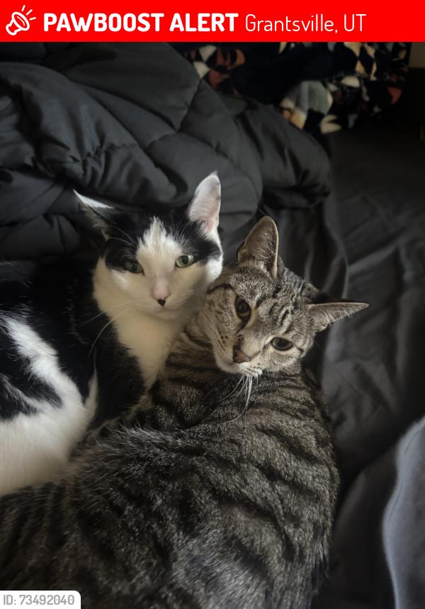 Lost Female Cat last seen Around the willow apmts at 316 East Clark Street, Grantsville, UT, Grantsville, UT 84029