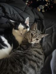 Lost Female Cat last seen Around the willow apmts at 316 East Clark Street, Grantsville, UT, Grantsville, UT 84029