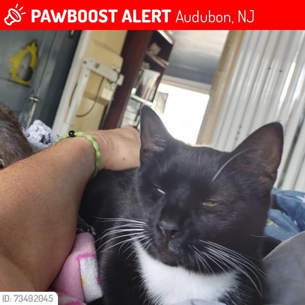 Lost Male Cat last seen Edgewood ave cedarcroft ave, Audubon, NJ 08106