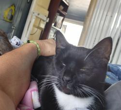 Lost Male Cat last seen Edgewood ave cedarcroft ave, Audubon, NJ 08106