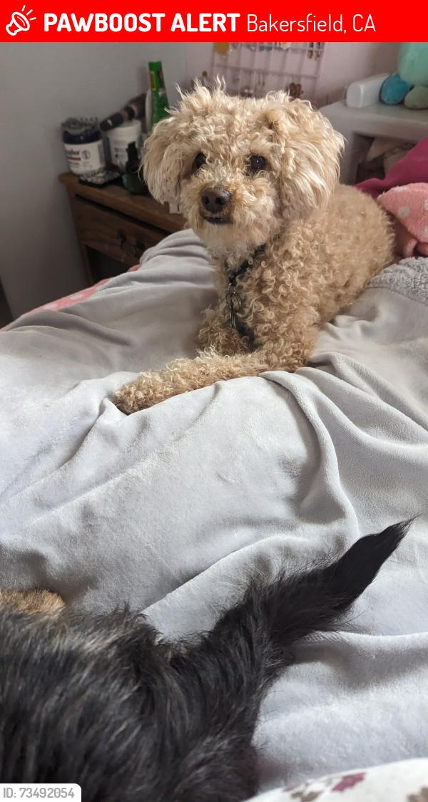 Lost Male Dog last seen Pioneer Dr and Tate St, Bakersfield, CA 93306
