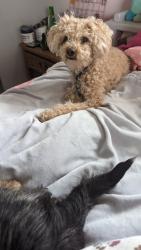 Lost Male Dog last seen Pioneer Dr and Tate St, Bakersfield, CA 93306