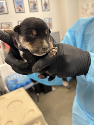 Shelter Stray Female Dog last seen S Hughes Ave & W Muscat Ave, Fresno Zone Fresno CO 1A 93706, CA, 1510 W Dan Ronquillo Dr, Fresno, CA 93706, USA