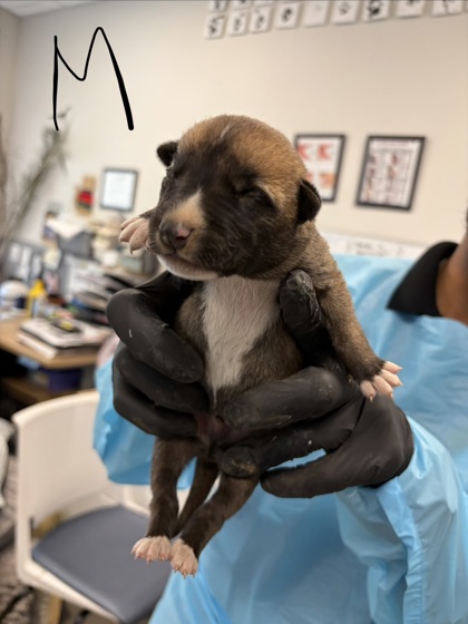 Shelter Stray Male Dog last seen S Hughes Ave & W Muscat Ave, Fresno Zone Fresno CO 1A 93706, CA, 1510 W Dan Ronquillo Dr, Fresno, CA 93706, USA
