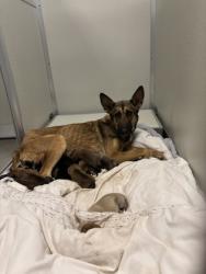 Shelter Stray Female Dog last seen S Hughes Ave & W Muscat Ave, Fresno Zone Fresno CO 1A 93706, CA, 1510 W Dan Ronquillo Dr, Fresno, CA 93706, USA