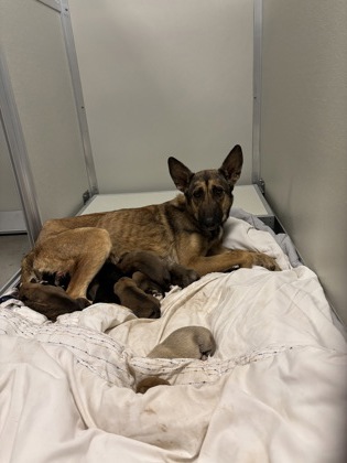 Shelter Stray Female Dog last seen S Hughes Ave & W Muscat Ave, Fresno Zone Fresno CO 1A 93706, CA, 1510 W Dan Ronquillo Dr, Fresno, CA 93706, USA