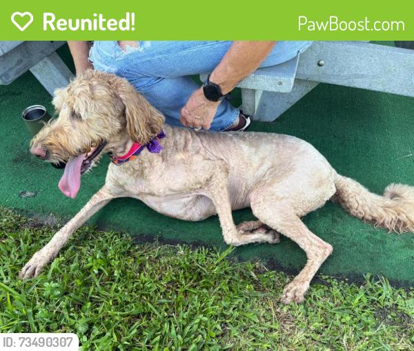 Reunited Female Dog last seen Flamingo and Johnson, Pembroke Pines, FL 33026
