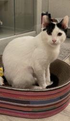 Lost Male Cat last seen Marina Cove cndmniums, Kenmore, WA 98028