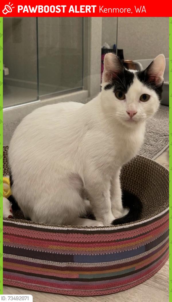 Lost Male Cat last seen Marina Cove cndmniums, Kenmore, WA 98028