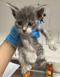 Shelter Stray Female Cat last seen , , CA, 1101 29th Ave, Oakland, CA 94601, USA