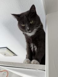 Lost Female Cat last seen Vista Vereda, El Cajon, CA 92019