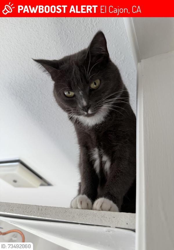 Lost Female Cat last seen Vista Vereda, El Cajon, CA 92019